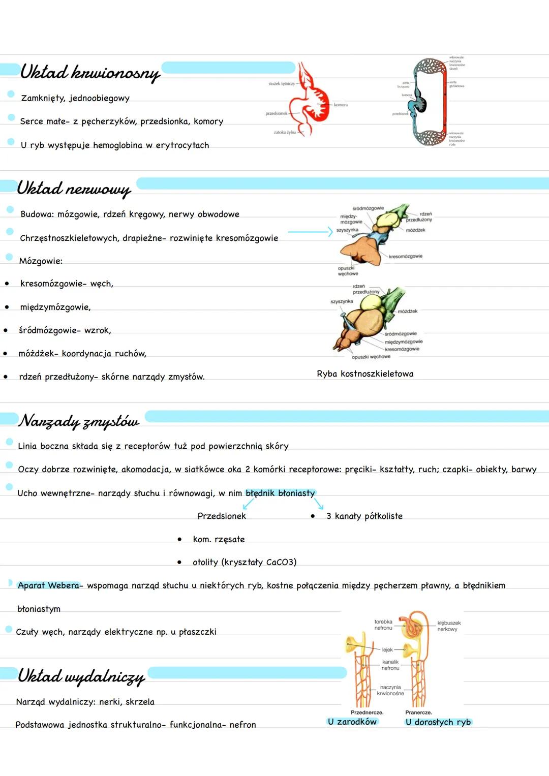 Podział nyb
Chrzęstnoszkieletowe
rekin
Ryby
Promieniopłetwe
płoć
spodouste
pstrąg
(wszystkie współczesne ryby)
Mięśniopłetwe
latimeria
ryby