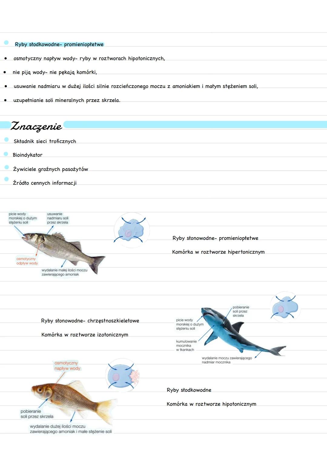 Podział nyb
Chrzęstnoszkieletowe
rekin
Ryby
Promieniopłetwe
płoć
spodouste
pstrąg
(wszystkie współczesne ryby)
Mięśniopłetwe
latimeria
ryby