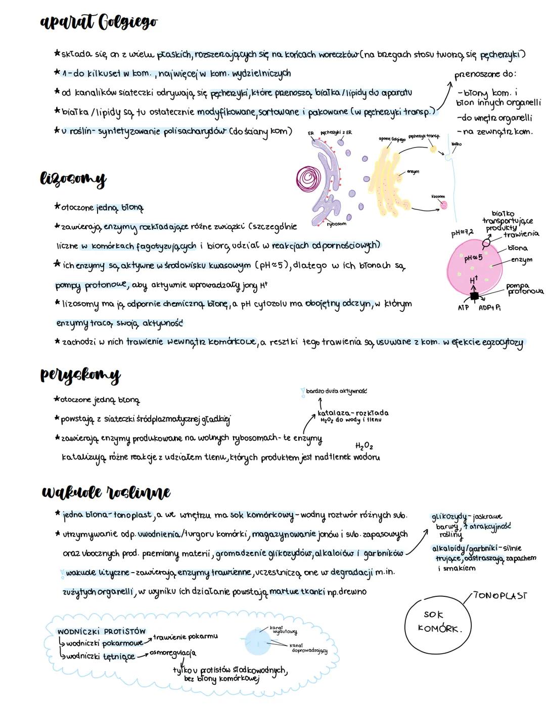 temat: Struktury komórkowe otoczone jedną błoną, i rybosomy
siateczka sródplazmatyczna
RETIKULUM ENDOPLAZMATYCZNE
To system blon biologicz