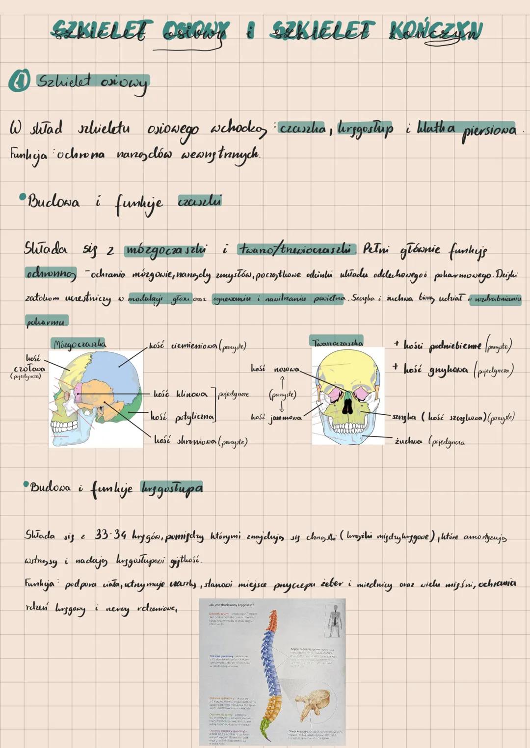 Szkielet osiowy I szkielet kończyn