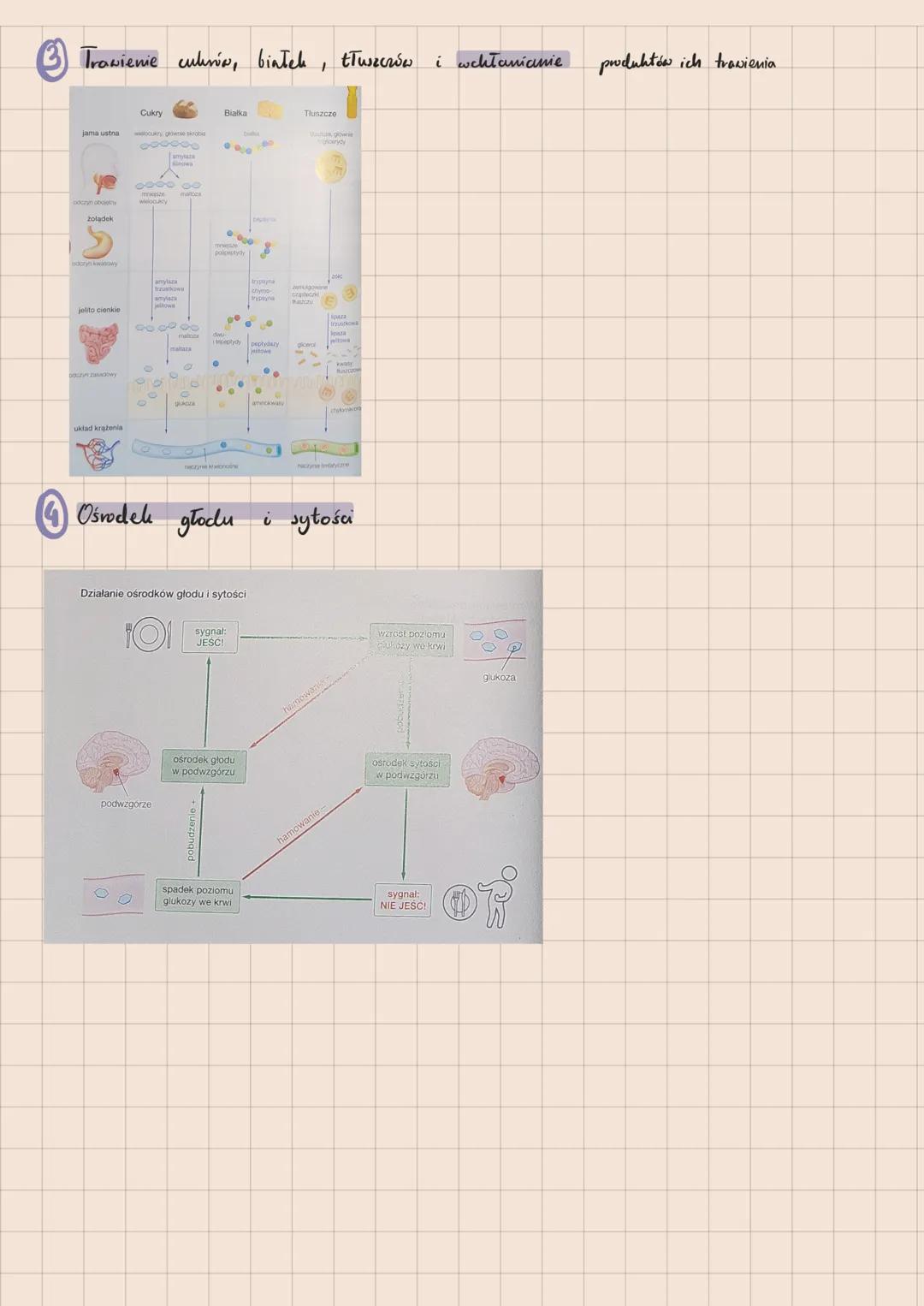 PROCESY TRAWIENIA I WCHŁANIANIA
Trawienie pokarmu polega
na rozkładzie złożonych związków organicznych,
będących skład mhami pokarmu, do pro