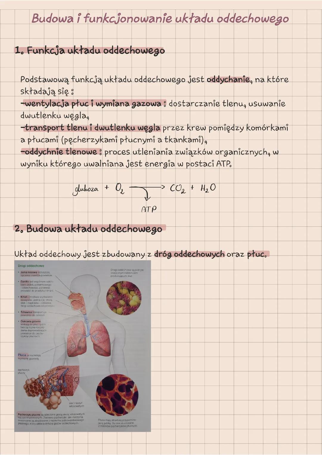 Budowa i funkcjonowanie układu oddechowego