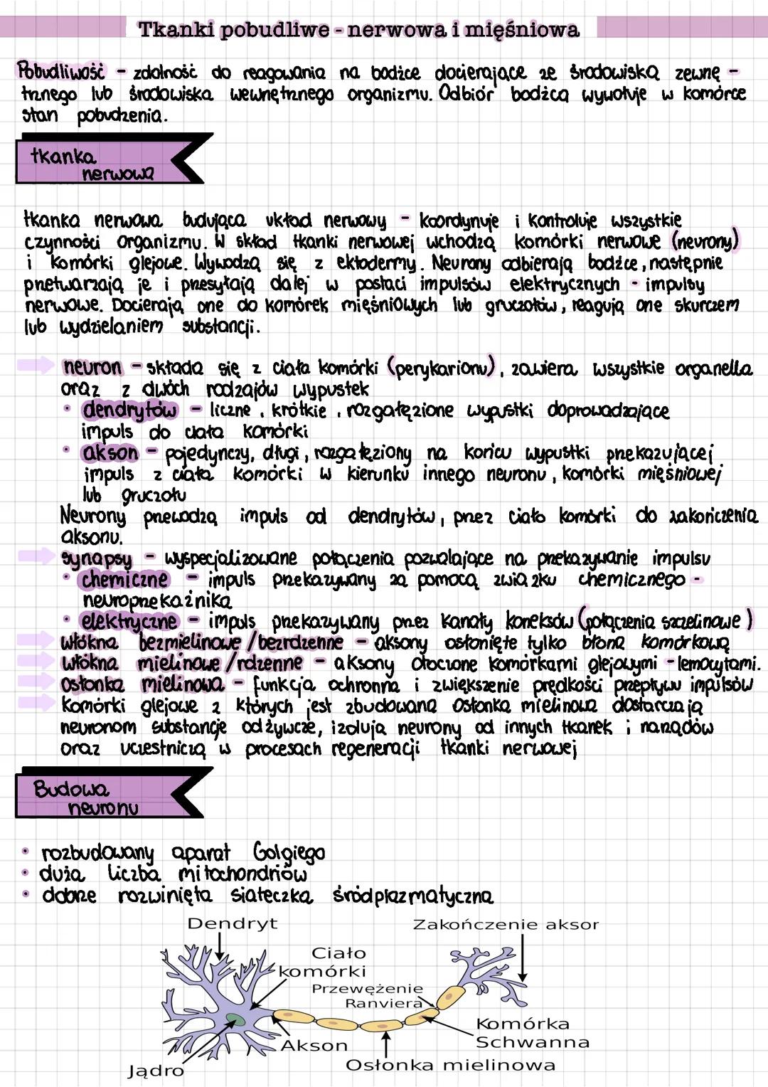 tkanki pobudliwe - nerwowa i mięśniowa