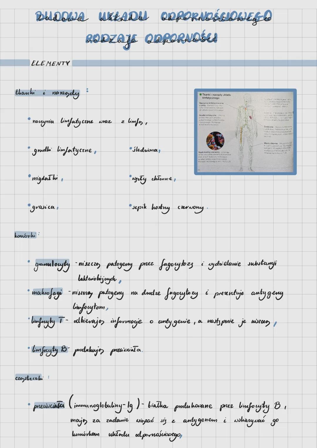 Budowa układu odpornościowego - rodzaje odporności