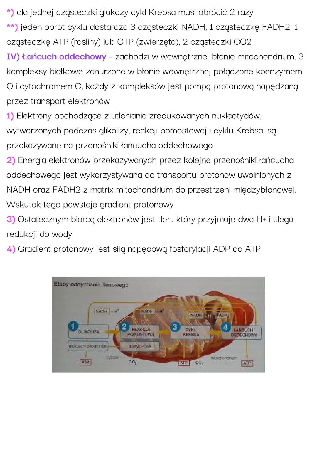 Oddychanie komórkowe.
Oddychanie tlenowe
Oddychanie komórkowe jest podstawowym procesem dostarczającym
komórkom energii. W jego trakcie złoż