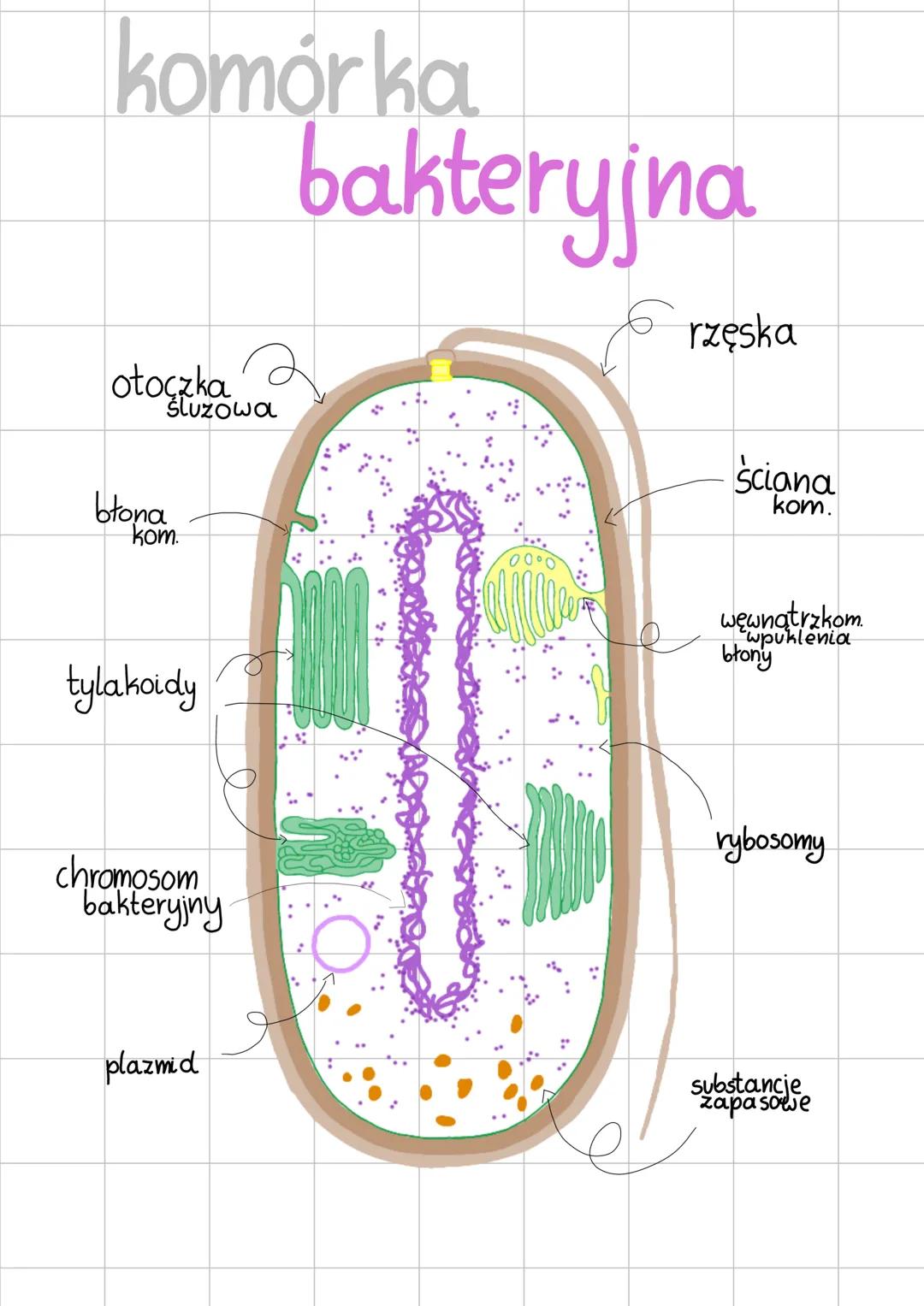 komórka
bakteryjna
otoczka
śluzowa
błona
kom.
tylakoidy
0000
rzęska
Ściana
kom.
wewnątrzkom
błony
chromosom
bakteryjny
rybosomy
pl