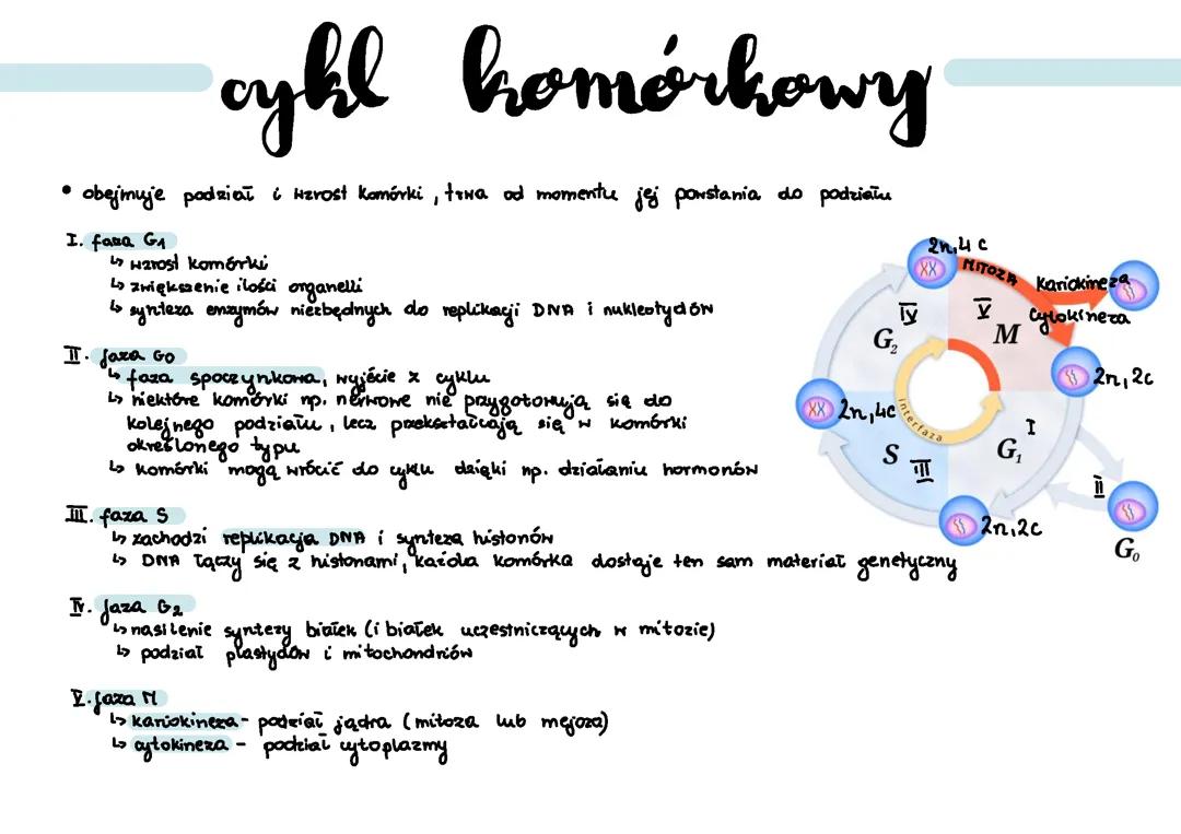 Cykl, mitoza, mejoza