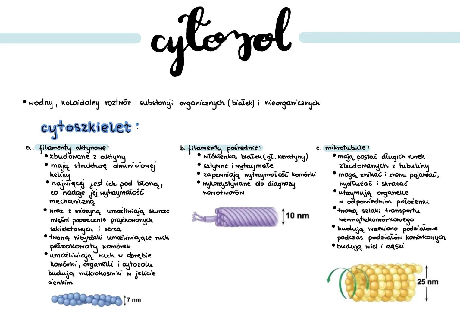 .
cytoyol
wodny, koloidalny roztwór substancji organicznych (białek) i nieorganicznych
a.
cytoszkielet:
... filamenty aktynowe:
• zbudowane