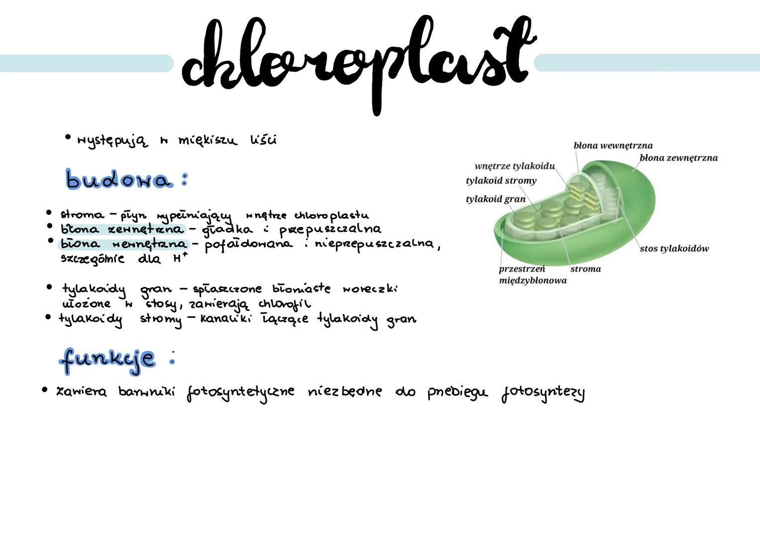 .
cytoyol
wodny, koloidalny roztwór substancji organicznych (białek) i nieorganicznych
a.
cytoszkielet:
... filamenty aktynowe:
• zbudowane