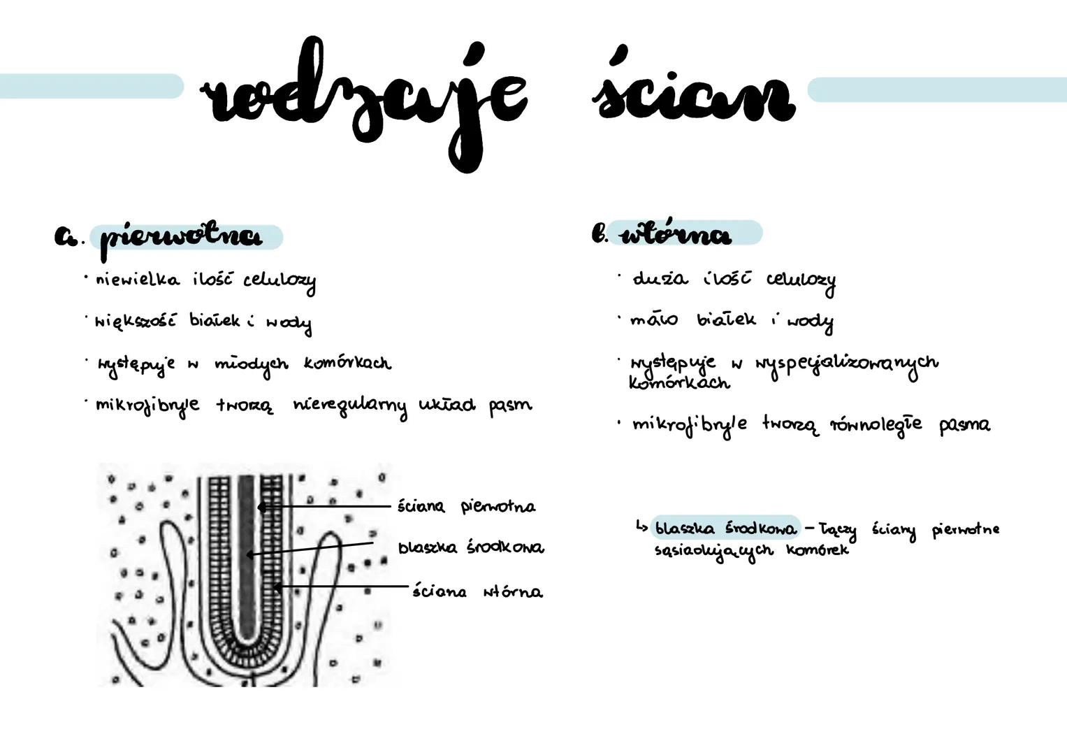 .
cytoyol
wodny, koloidalny roztwór substancji organicznych (białek) i nieorganicznych
a.
cytoszkielet:
... filamenty aktynowe:
• zbudowane