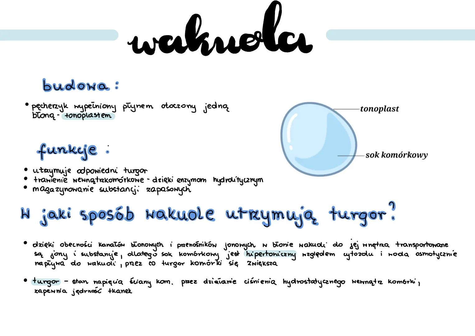 .
cytoyol
wodny, koloidalny roztwór substancji organicznych (białek) i nieorganicznych
a.
cytoszkielet:
... filamenty aktynowe:
• zbudowane