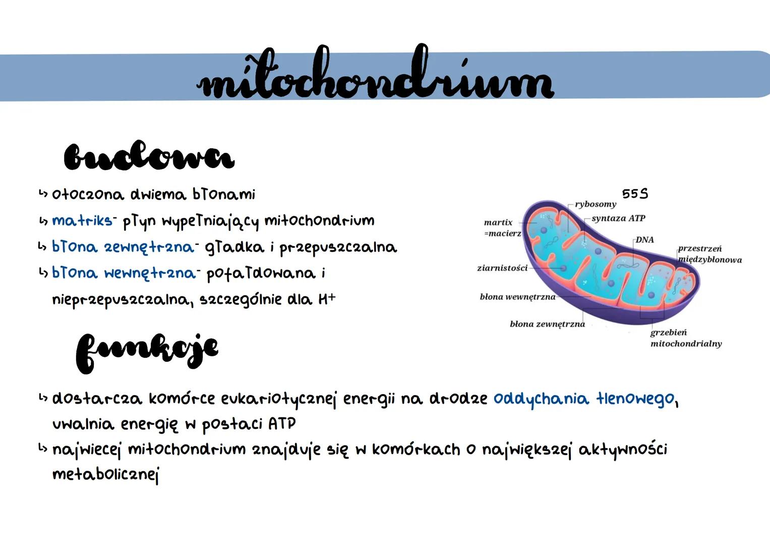.
cytoyol
wodny, koloidalny roztwór substancji organicznych (białek) i nieorganicznych
a.
cytoszkielet:
... filamenty aktynowe:
• zbudowane