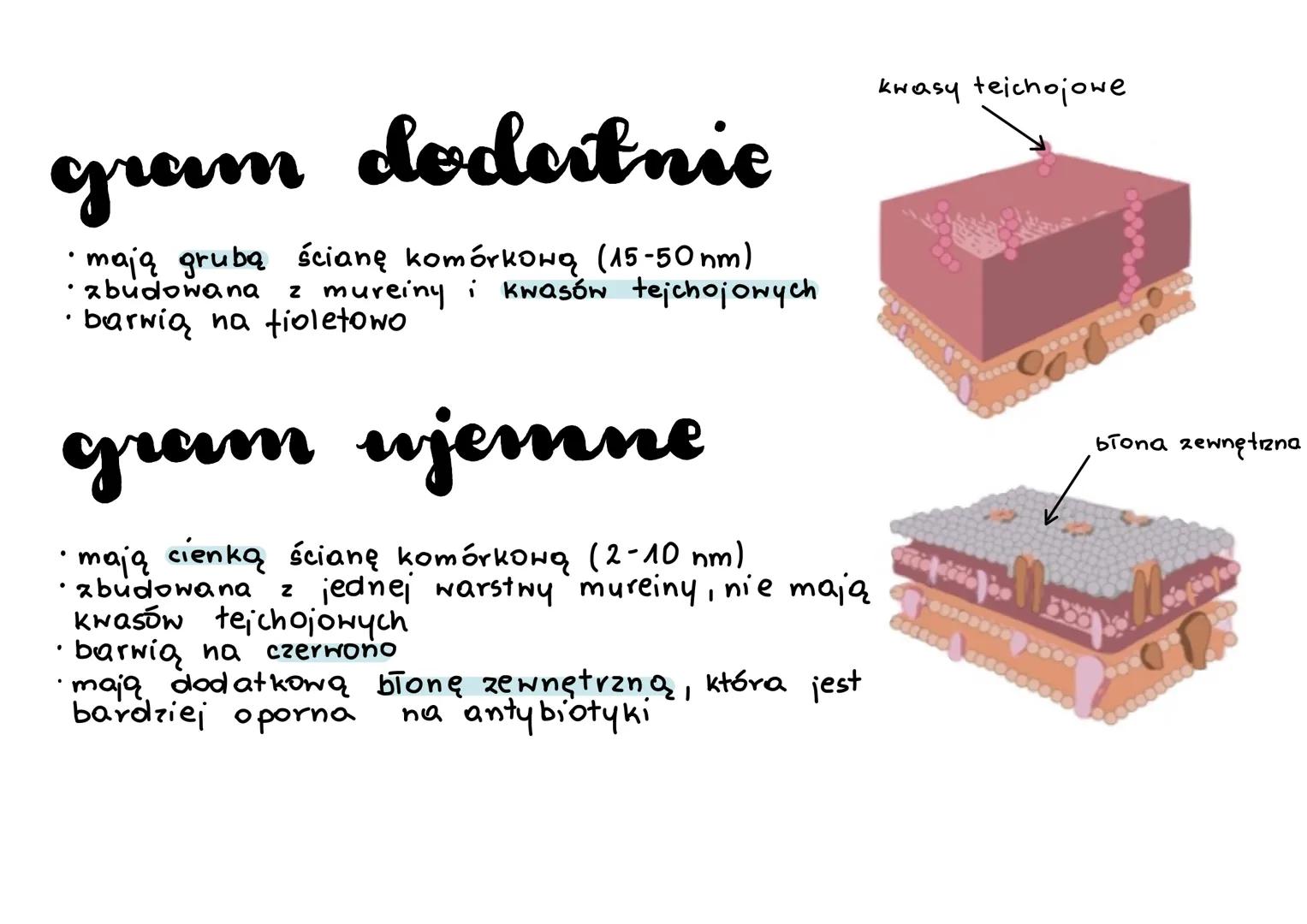 Boulangerie budowa
• nie mają jądra
• mają bionę komórkową - bariera ochronna
• mają sztywną ścianę komórkową - nadaje
kształt i zabezpiecz