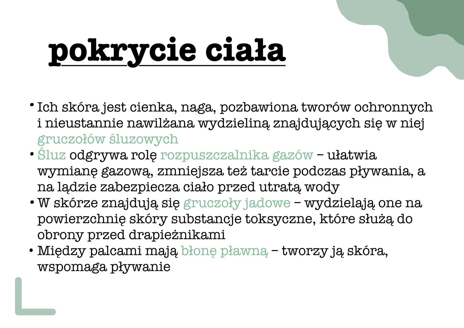 ך
୮
L
płazy pokrycie ciała
•
Ich skóra jest cienka, naga, pozbawiona tworów ochronnych
i nieustannie nawilżana wydzieliną znajdujących się w