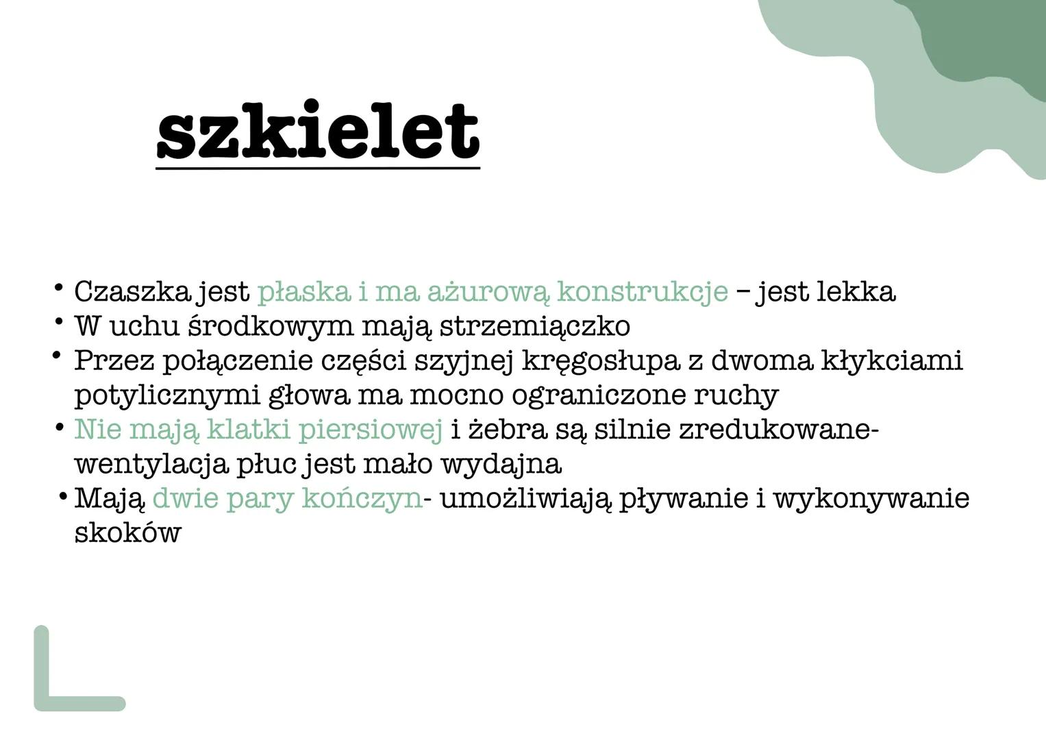 ך
୮
L
płazy pokrycie ciała
•
Ich skóra jest cienka, naga, pozbawiona tworów ochronnych
i nieustannie nawilżana wydzieliną znajdujących się w