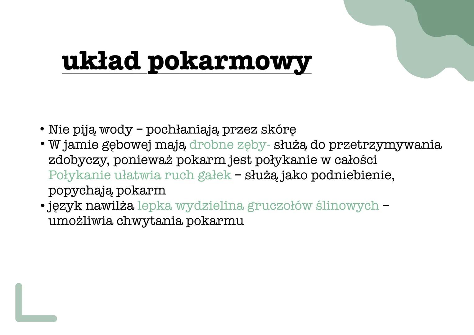 ך
୮
L
płazy pokrycie ciała
•
Ich skóra jest cienka, naga, pozbawiona tworów ochronnych
i nieustannie nawilżana wydzieliną znajdujących się w