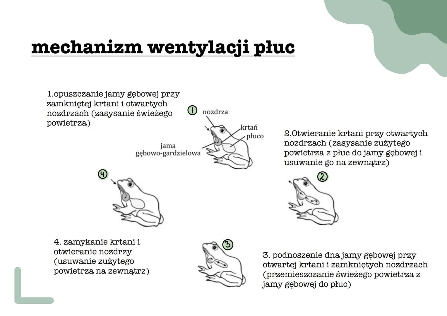 ך
୮
L
płazy pokrycie ciała
•
Ich skóra jest cienka, naga, pozbawiona tworów ochronnych
i nieustannie nawilżana wydzieliną znajdujących się w