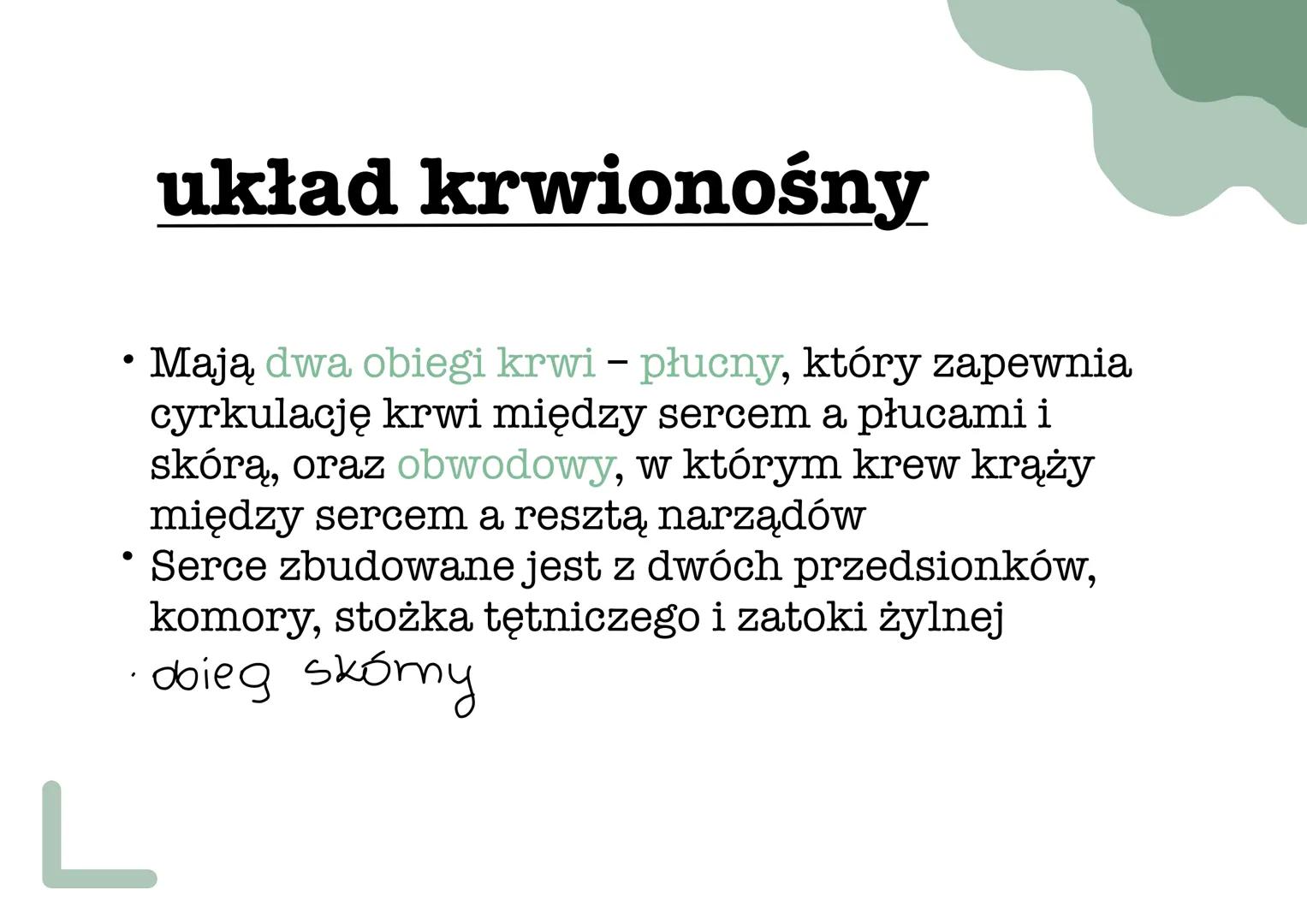 ך
୮
L
płazy pokrycie ciała
•
Ich skóra jest cienka, naga, pozbawiona tworów ochronnych
i nieustannie nawilżana wydzieliną znajdujących się w