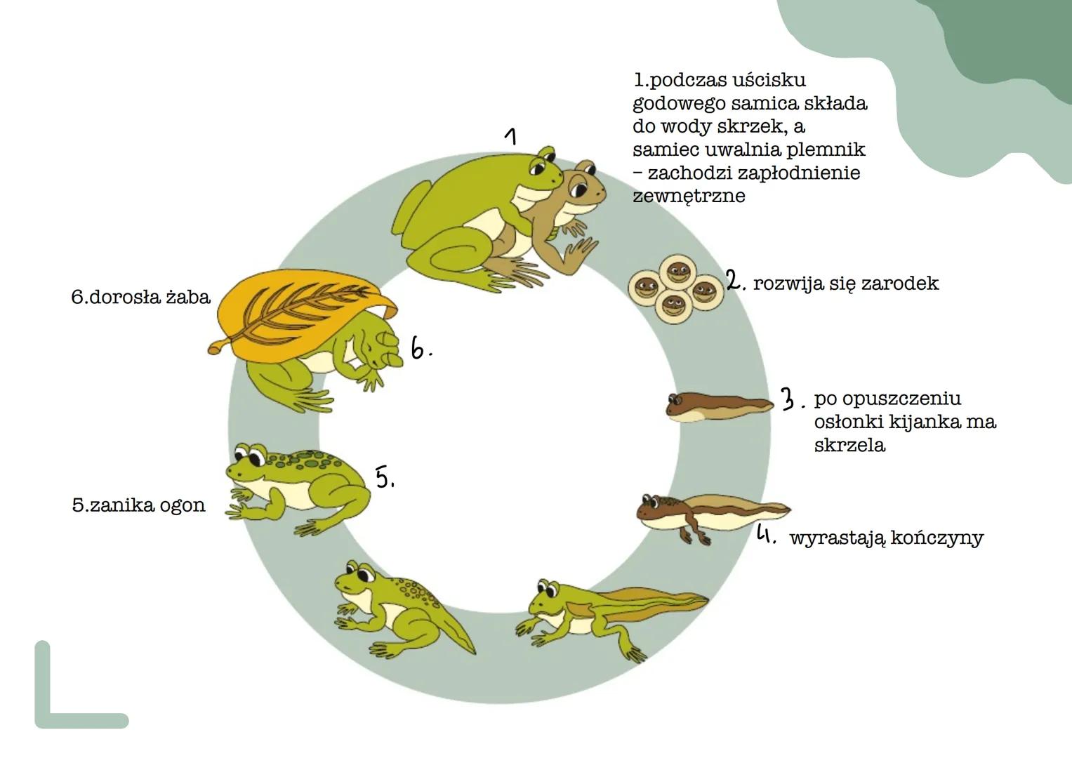 ך
୮
L
płazy pokrycie ciała
•
Ich skóra jest cienka, naga, pozbawiona tworów ochronnych
i nieustannie nawilżana wydzieliną znajdujących się w