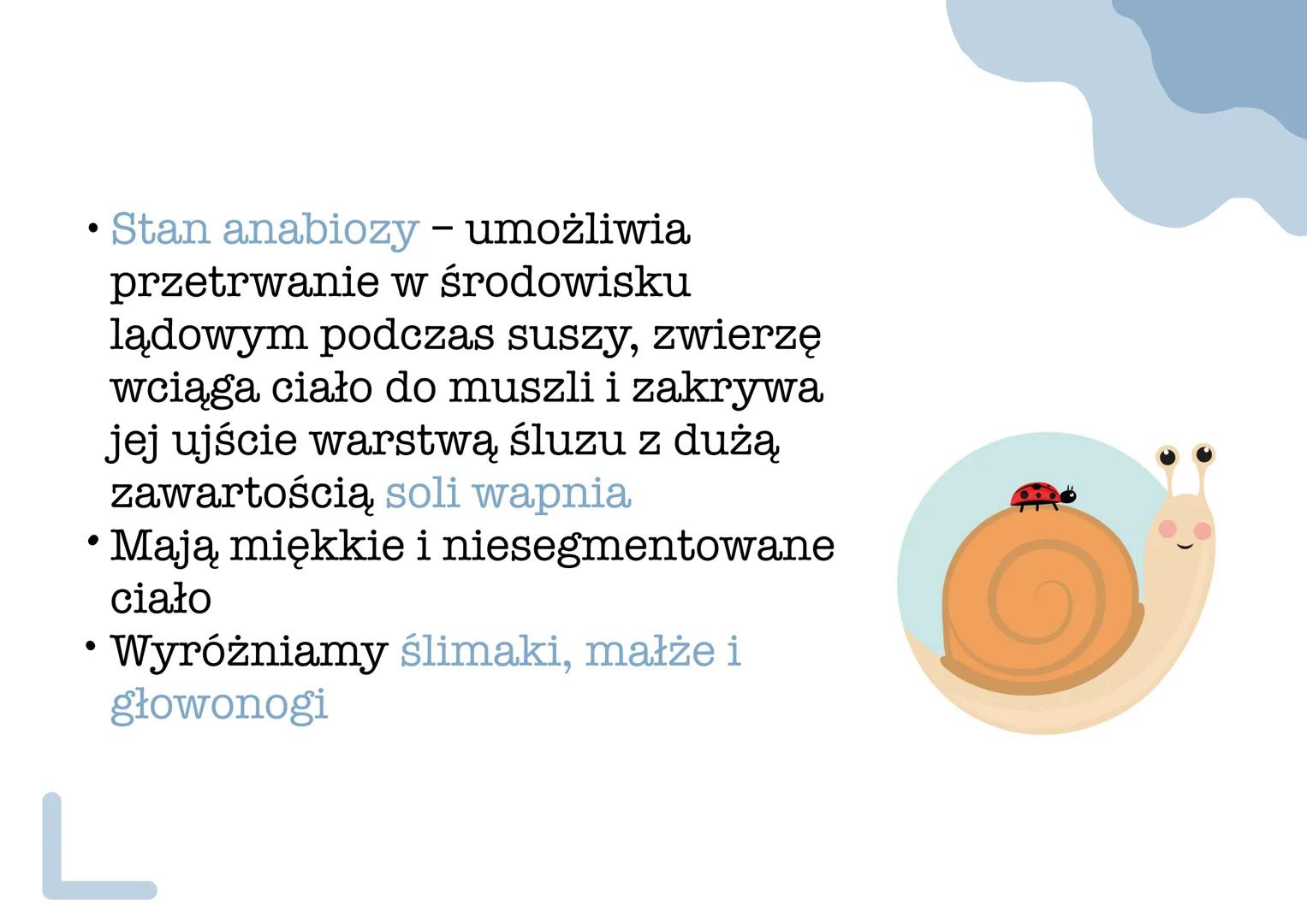 mięczaki •
Stan anabiozy - umożliwia
przetrwanie w środowisku
lądowym podczas suszy, zwierzę
wciąga ciało do muszli i zakrywa
jej ujście war