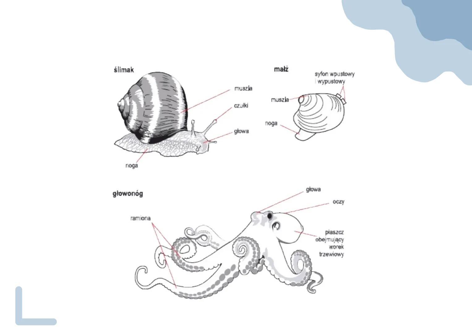 mięczaki •
Stan anabiozy - umożliwia
przetrwanie w środowisku
lądowym podczas suszy, zwierzę
wciąga ciało do muszli i zakrywa
jej ujście war