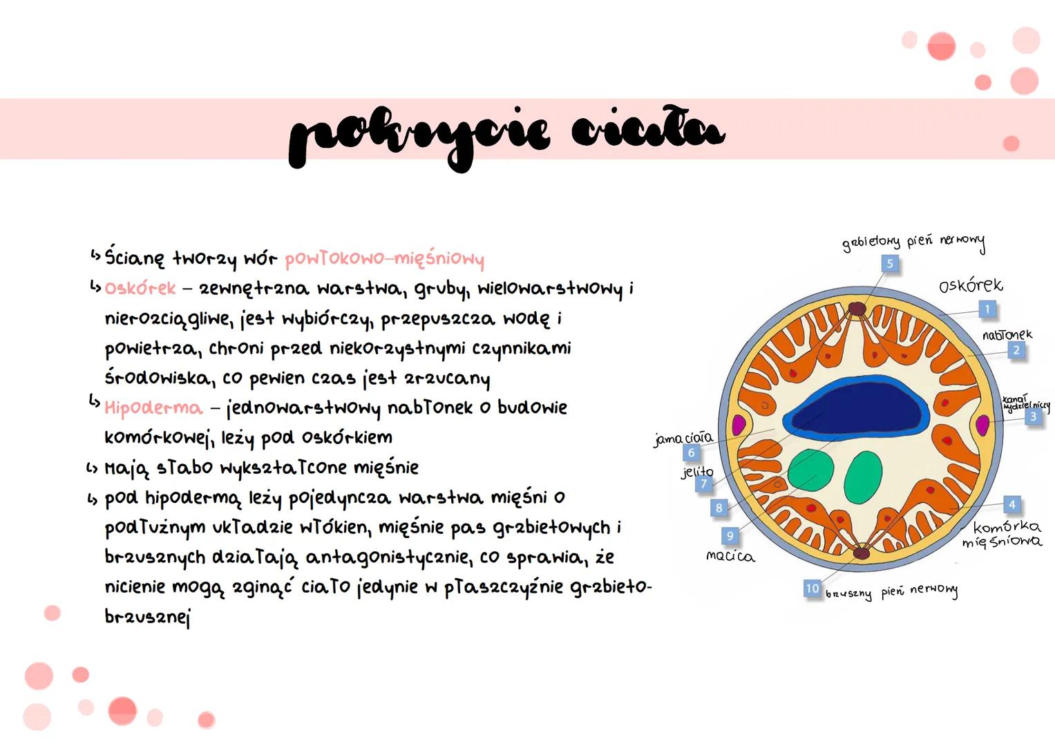 oviciemie # cechy
↳ mają wydłużone, obte i zwężone na obu końcach cia To
> cechują się symetria dwuboczną
› nie mają odnóży, wici ani rzę