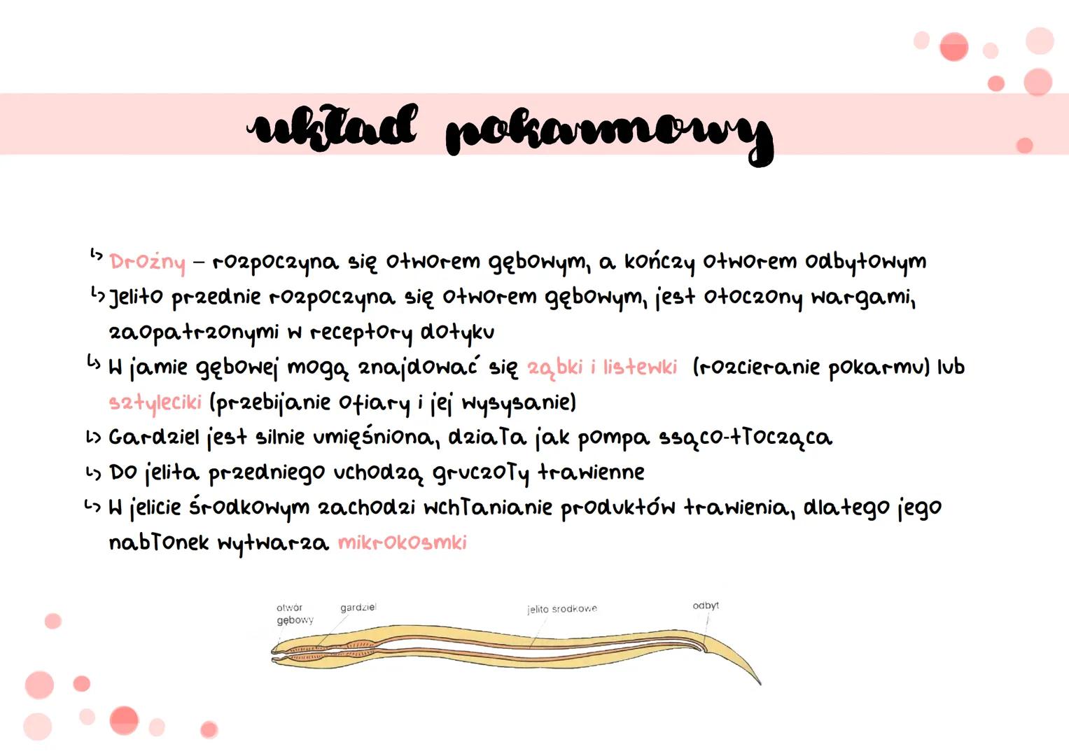 oviciemie # cechy
↳ mają wydłużone, obte i zwężone na obu końcach cia To
> cechują się symetria dwuboczną
› nie mają odnóży, wici ani rzę