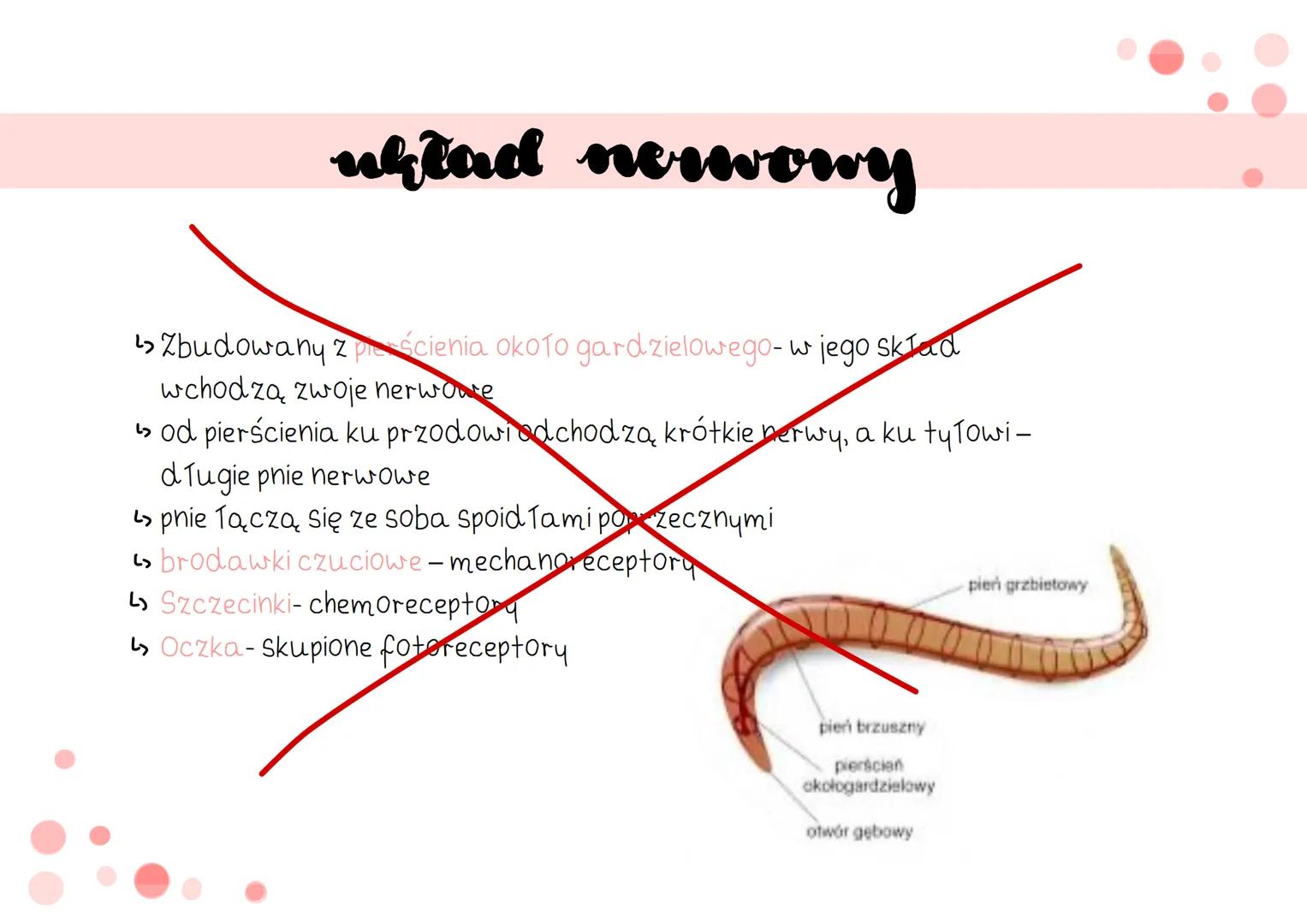 oviciemie # cechy
↳ mają wydłużone, obte i zwężone na obu końcach cia To
> cechują się symetria dwuboczną
› nie mają odnóży, wici ani rzę