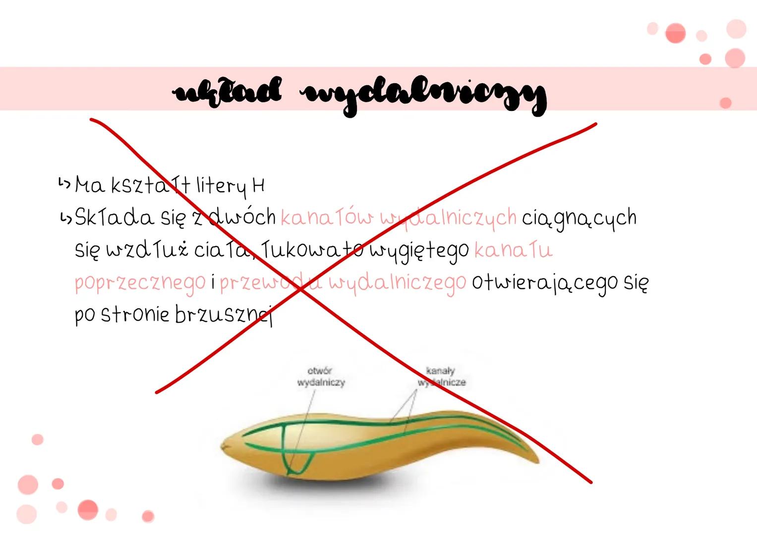 oviciemie # cechy
↳ mają wydłużone, obte i zwężone na obu końcach cia To
> cechują się symetria dwuboczną
› nie mają odnóży, wici ani rzę