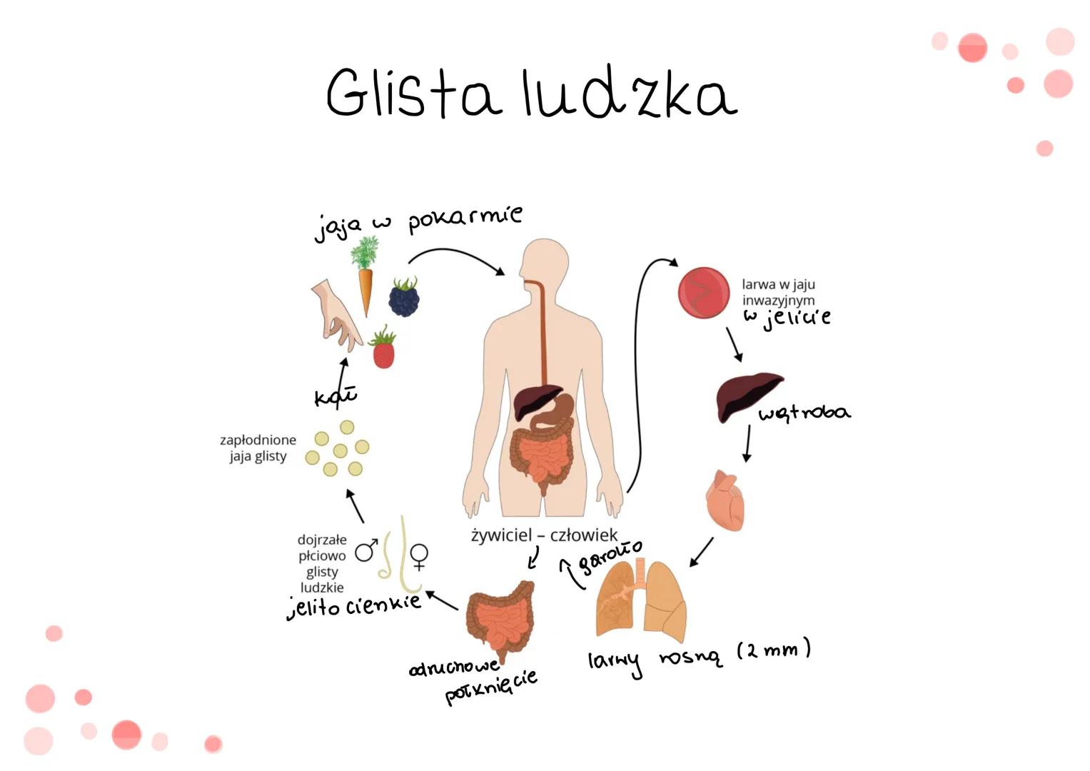 oviciemie # cechy
↳ mają wydłużone, obte i zwężone na obu końcach cia To
> cechują się symetria dwuboczną
› nie mają odnóży, wici ani rzę