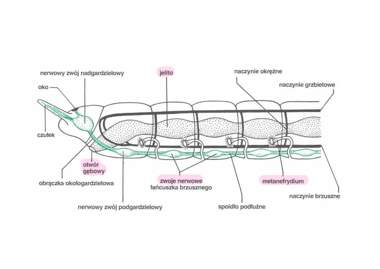 siodełko
pierścienie
pierścienice
S cechy
دیا
Segmentacja ciała (metameria)- podział ciała na odcinki, które
są ułożone jeden za drugim i od