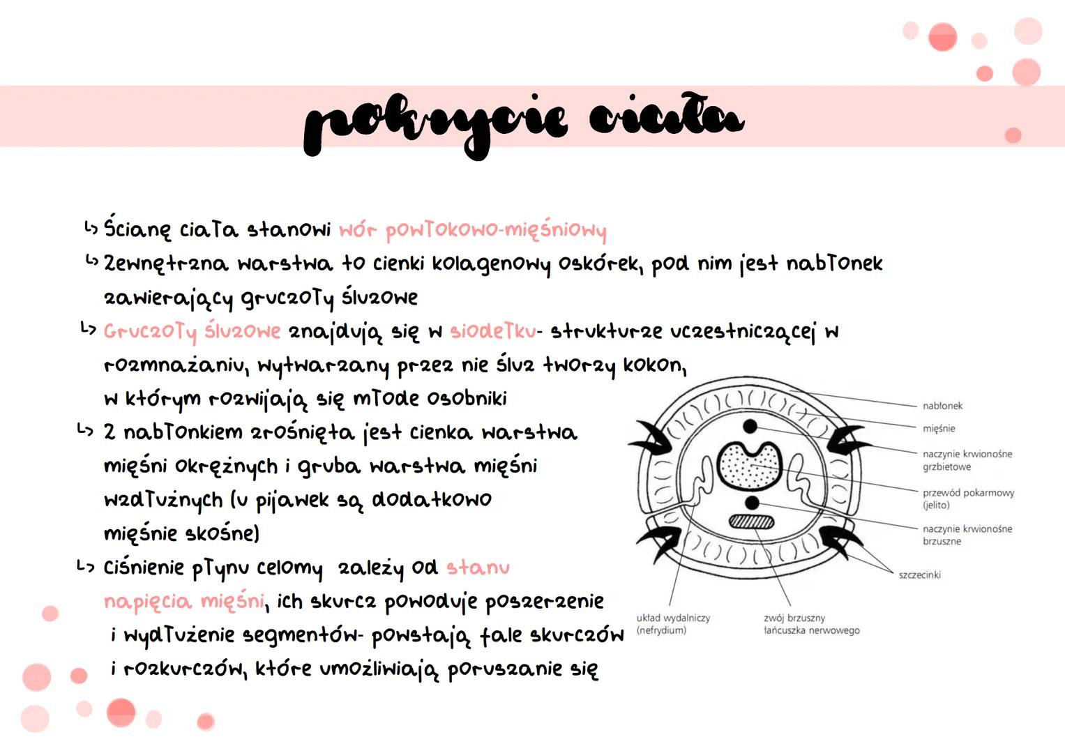 siodełko
pierścienie
pierścienice
S cechy
دیا
Segmentacja ciała (metameria)- podział ciała na odcinki, które
są ułożone jeden za drugim i od