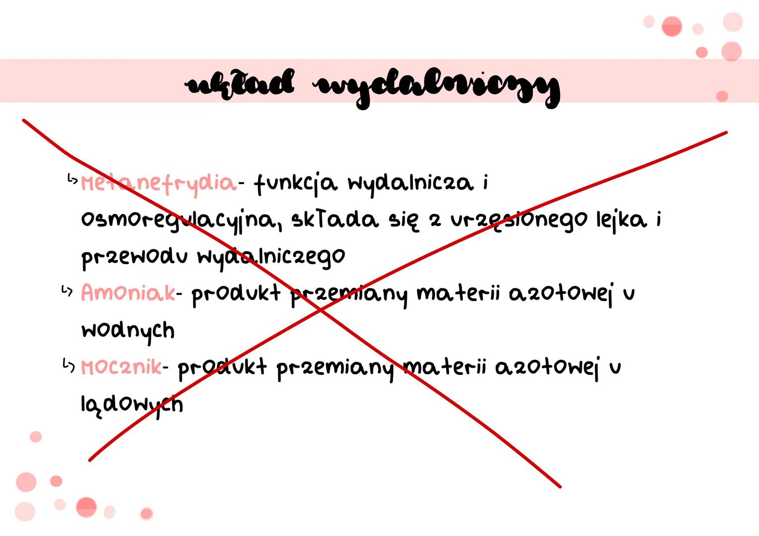 siodełko
pierścienie
pierścienice
S cechy
دیا
Segmentacja ciała (metameria)- podział ciała na odcinki, które
są ułożone jeden za drugim i od
