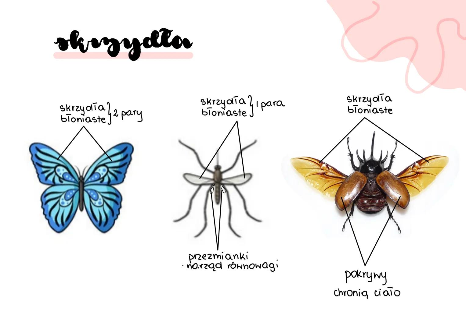 stawonogi
&
A
E
F skorupiaki
stawonogi
+chawkodyszne
scaekocaut ko pod ob ne
paje czaki
owady wije budowa
W
> ciało podzielone na segmenty-