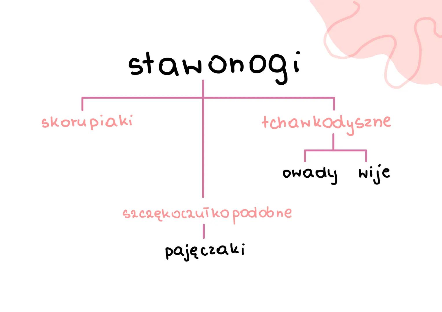 stawonogi
&
A
E
F skorupiaki
stawonogi
+chawkodyszne
scaekocaut ko pod ob ne
paje czaki
owady wije budowa
W
> ciało podzielone na segmenty-