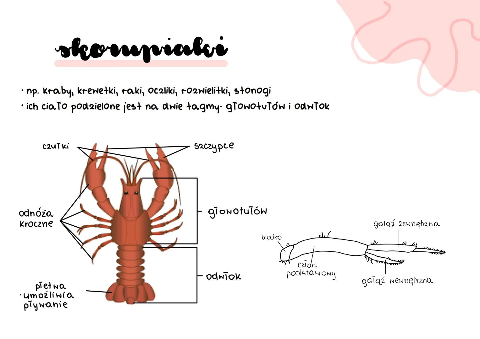 stawonogi
&
A
E
F skorupiaki
stawonogi
+chawkodyszne
scaekocaut ko pod ob ne
paje czaki
owady wije budowa
W
> ciało podzielone na segmenty-
