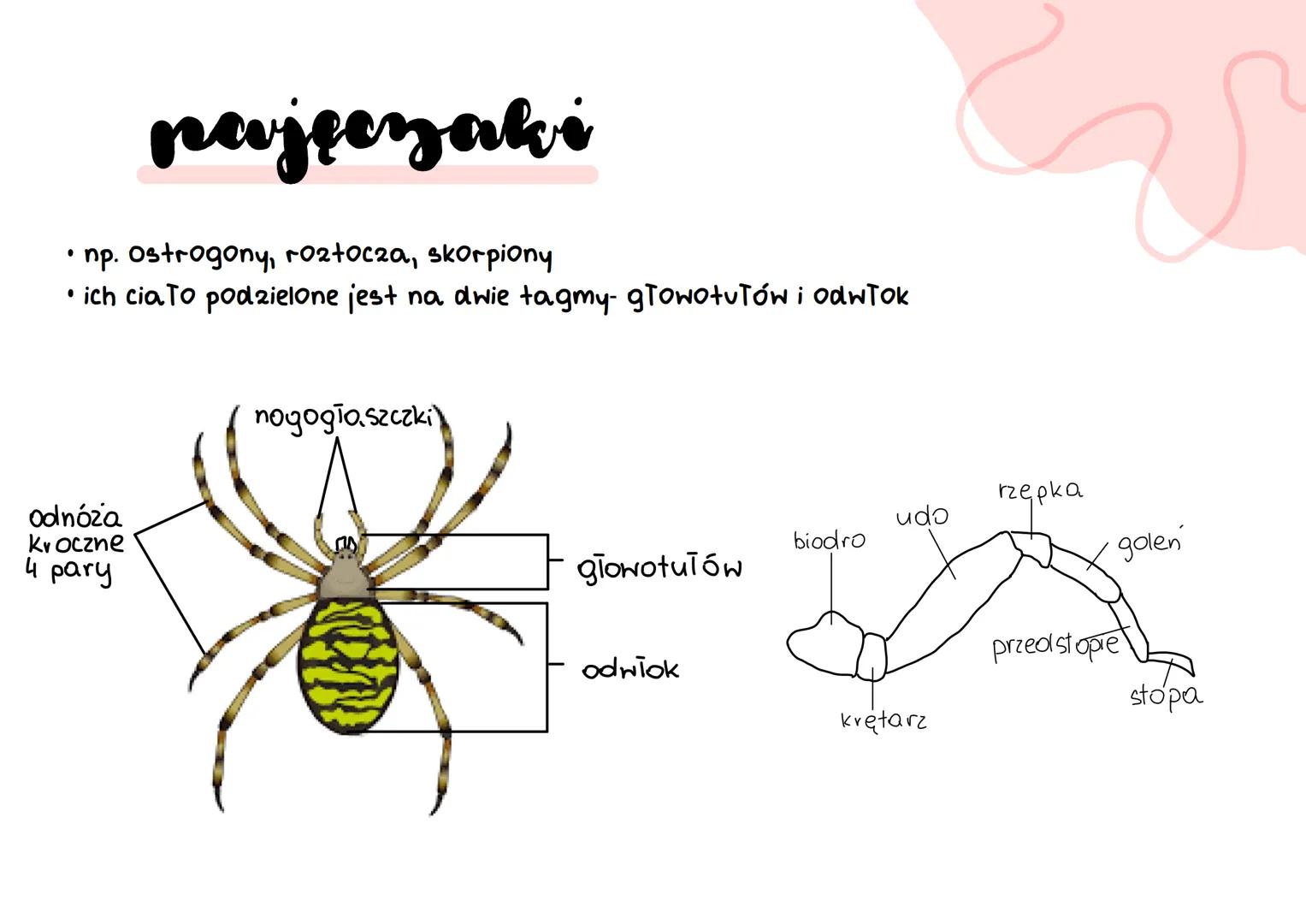 stawonogi
&
A
E
F skorupiaki
stawonogi
+chawkodyszne
scaekocaut ko pod ob ne
paje czaki
owady wije budowa
W
> ciało podzielone na segmenty-