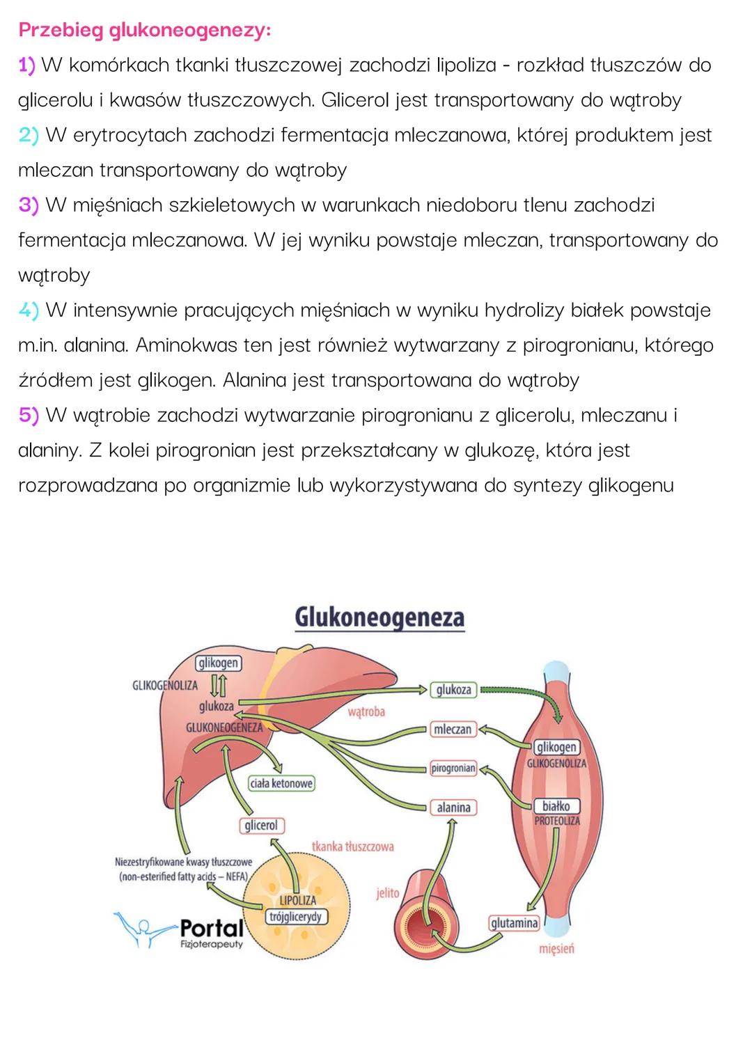 Enne procesy
metaboliczne
Metabolizm sacharydów
Glikogenogeneza - synteza glikogenu. Głównym substratem jest glukoza.
Zachodzi głównie w wąt
