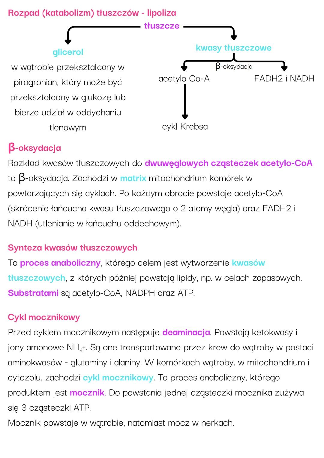 Enne procesy
metaboliczne
Metabolizm sacharydów
Glikogenogeneza - synteza glikogenu. Głównym substratem jest glukoza.
Zachodzi głównie w wąt