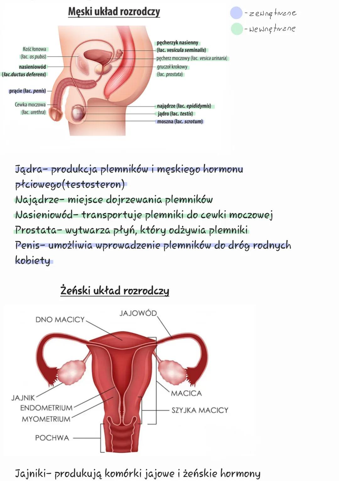 # Męski układ rozrodczy
Kość łonowa
(łac. os pubis)
nasieniowód
(łac.ductus deferens)
prącie (łac. penis)
Cewka moczowa
(łac. urethra)