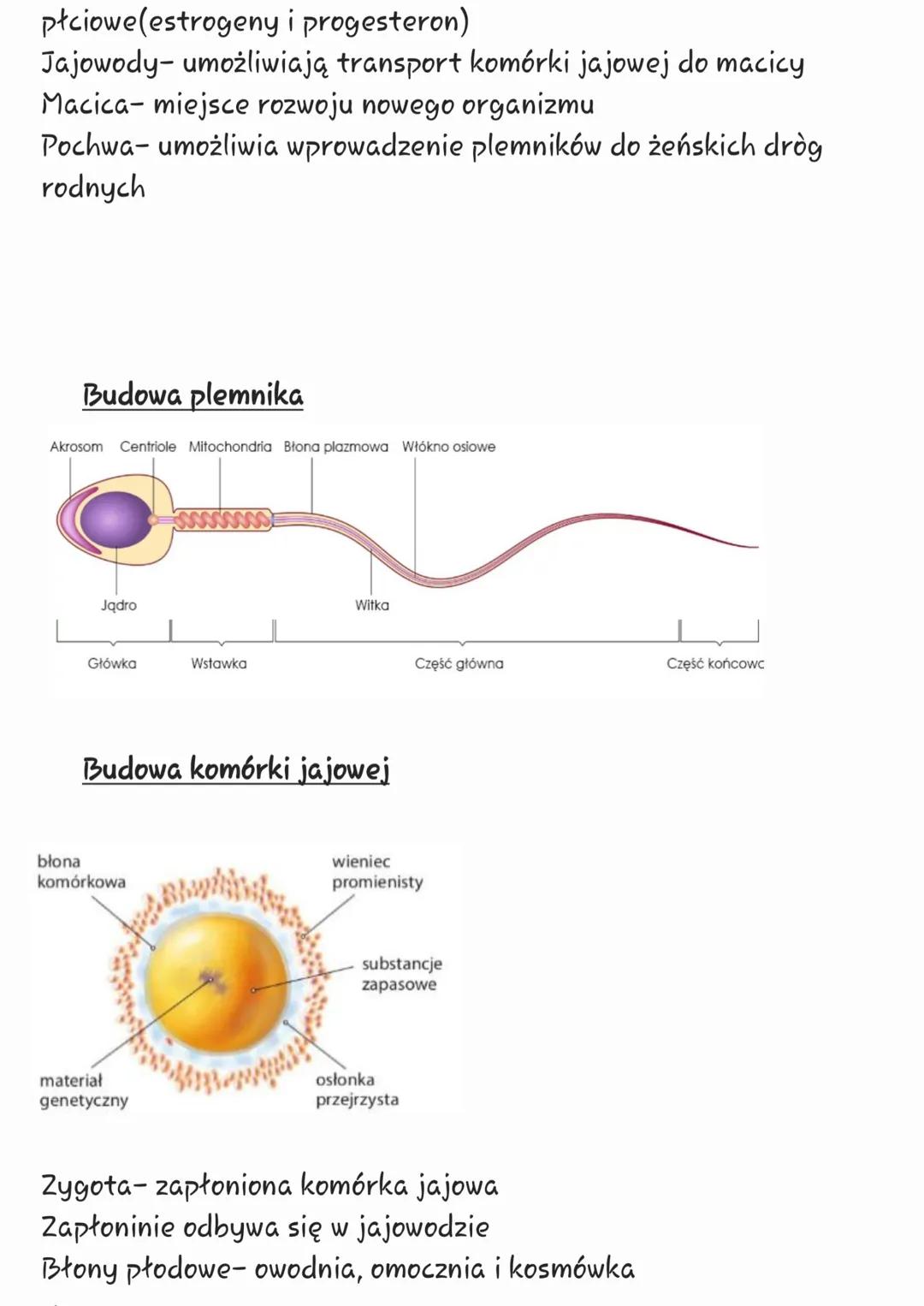 # Męski układ rozrodczy
Kość łonowa
(łac. os pubis)
nasieniowód
(łac.ductus deferens)
prącie (łac. penis)
Cewka moczowa
(łac. urethra)