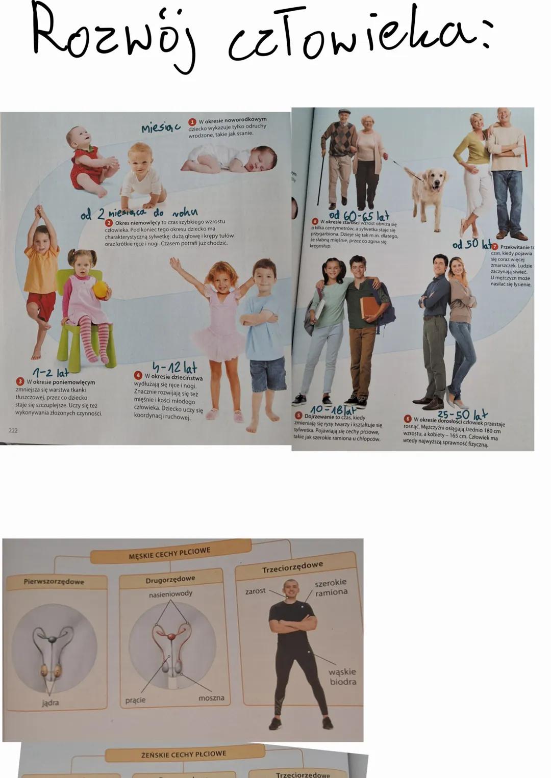 # Męski układ rozrodczy
Kość łonowa
(łac. os pubis)
nasieniowód
(łac.ductus deferens)
prącie (łac. penis)
Cewka moczowa
(łac. urethra)