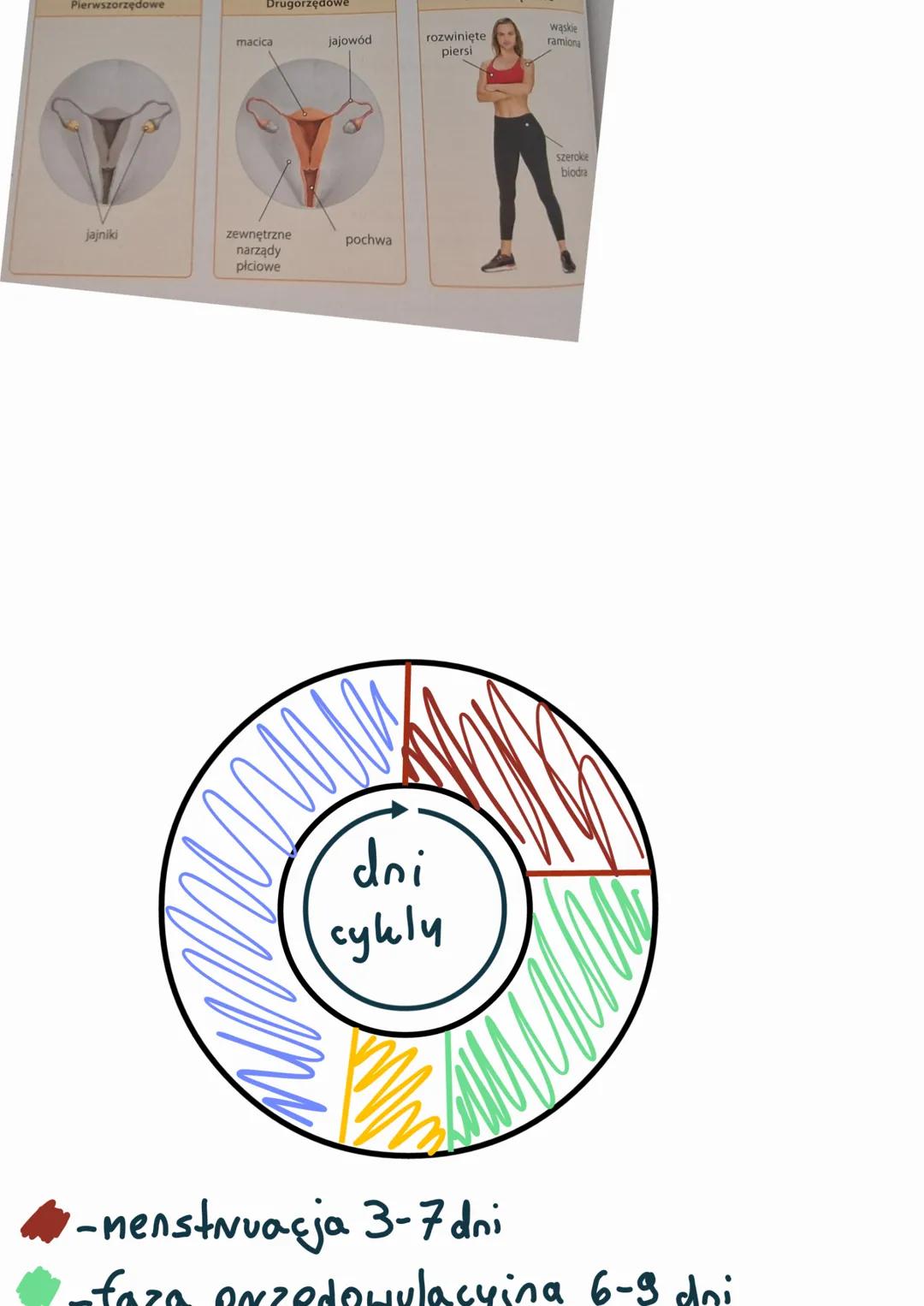 # Męski układ rozrodczy
Kość łonowa
(łac. os pubis)
nasieniowód
(łac.ductus deferens)
prącie (łac. penis)
Cewka moczowa
(łac. urethra)