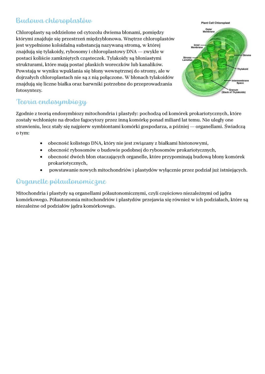 # Mitochondria i plastydy Teoria
endosymbiozy
Mitochondria i plastydy to organelle komórkowe otoczone dwiema błonami, odpowiedzialne główni