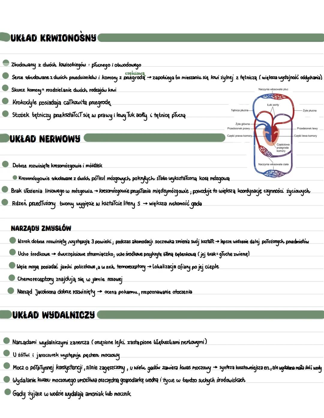 SZKIELET KOŃCZYN
Kończyny bardziej podsunięte pod tułów niż u płazów
2 kości przedramienia (kość łokciowa i kość promieniowa) i 2 kości podu