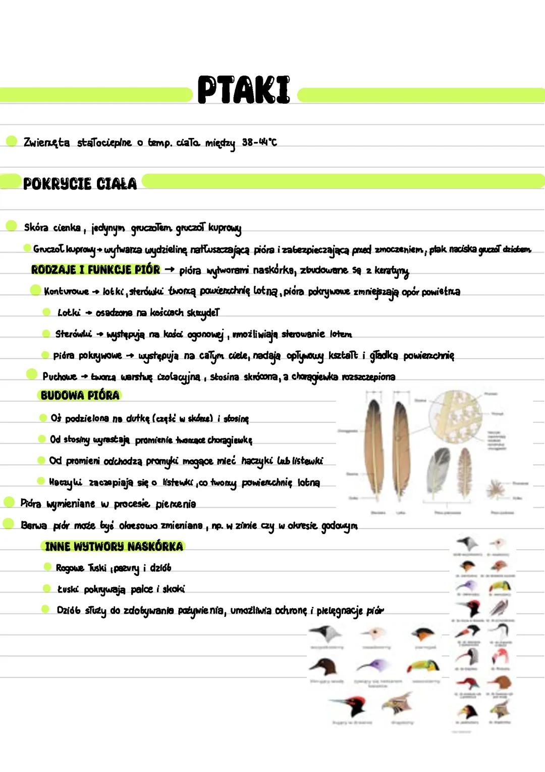 Ptaki zakres rozszerzony