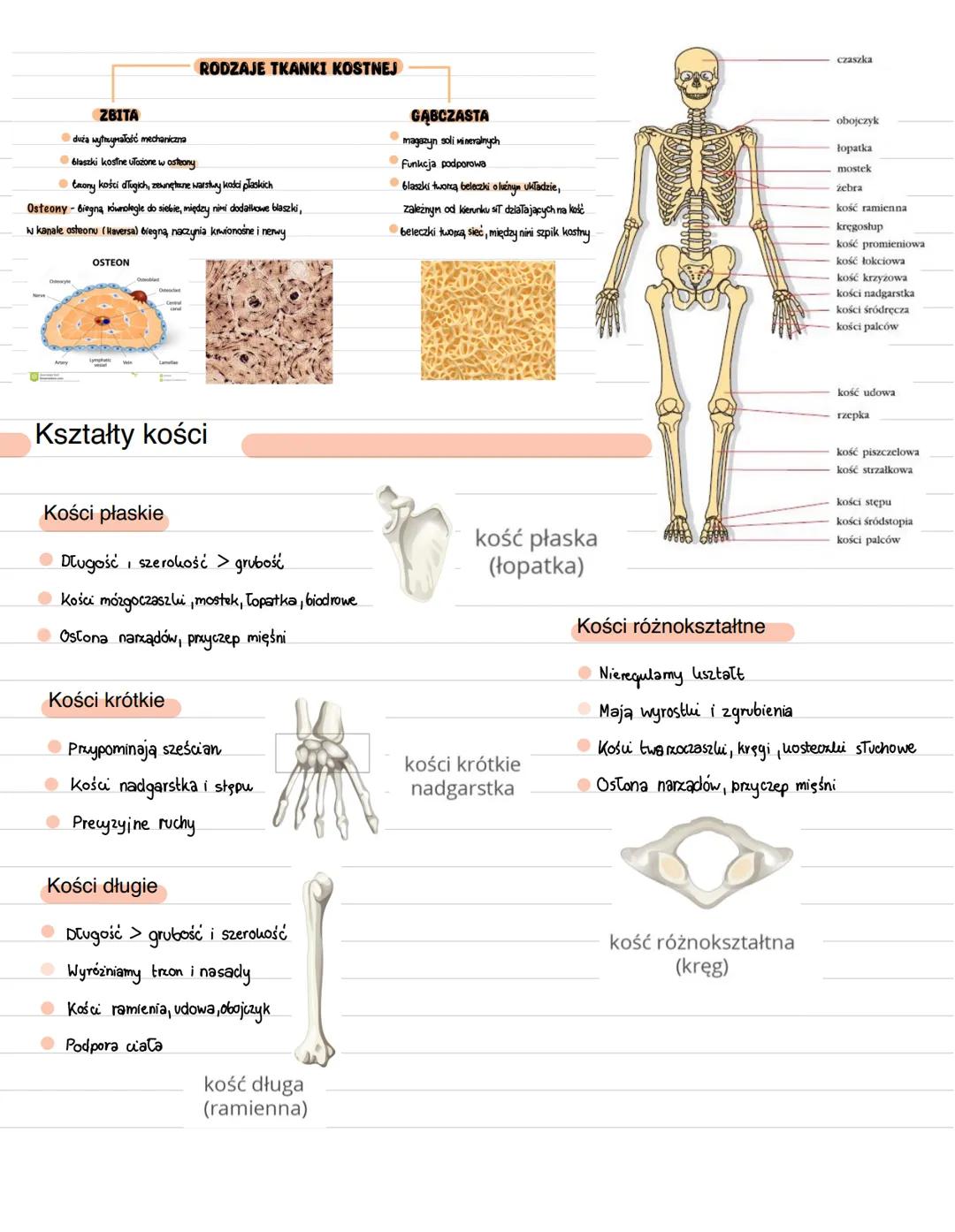 Budowa i funkcje szkieletu
→
Ruch odbywa się dzięki współdziałaniu szkieletu i mięśni szkieletowych układu ruchu
Kości
Przyczep mięśni
Ruszt