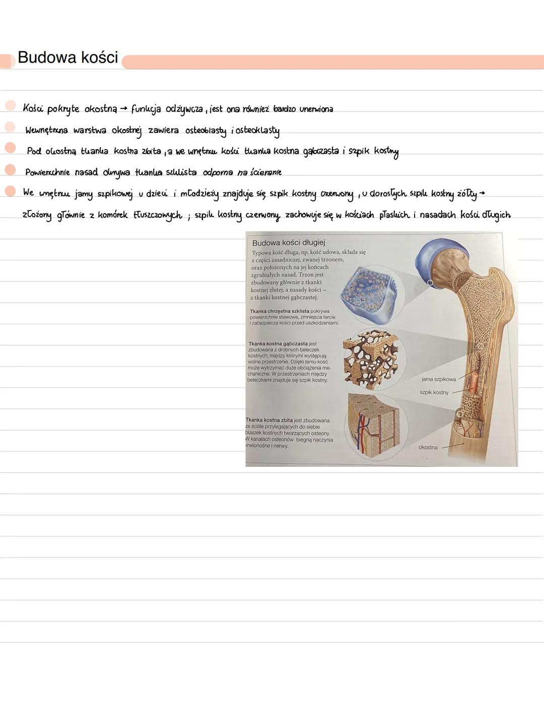 Budowa i funkcje szkieletu
→
Ruch odbywa się dzięki współdziałaniu szkieletu i mięśni szkieletowych układu ruchu
Kości
Przyczep mięśni
Ruszt