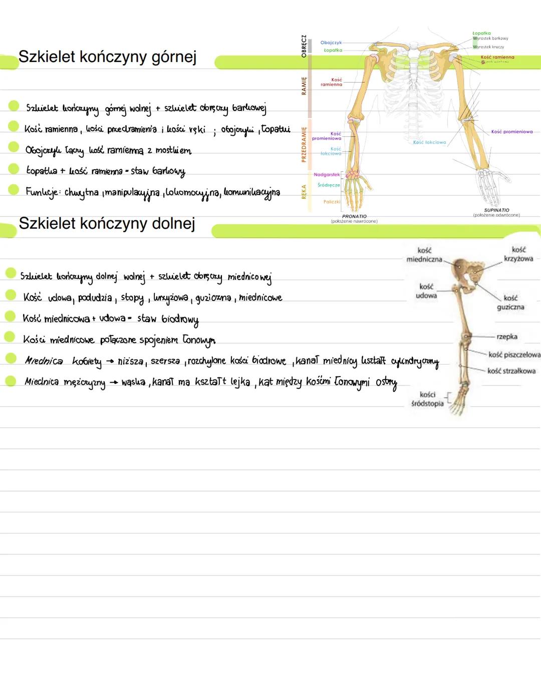 # Elementy szkieletu
Szkielet osiowy + szkielet kończyn
Szkielet osiowy
Funlicja podporowa + ochronna
Czaszka + uręgosłup + szkielet Wat