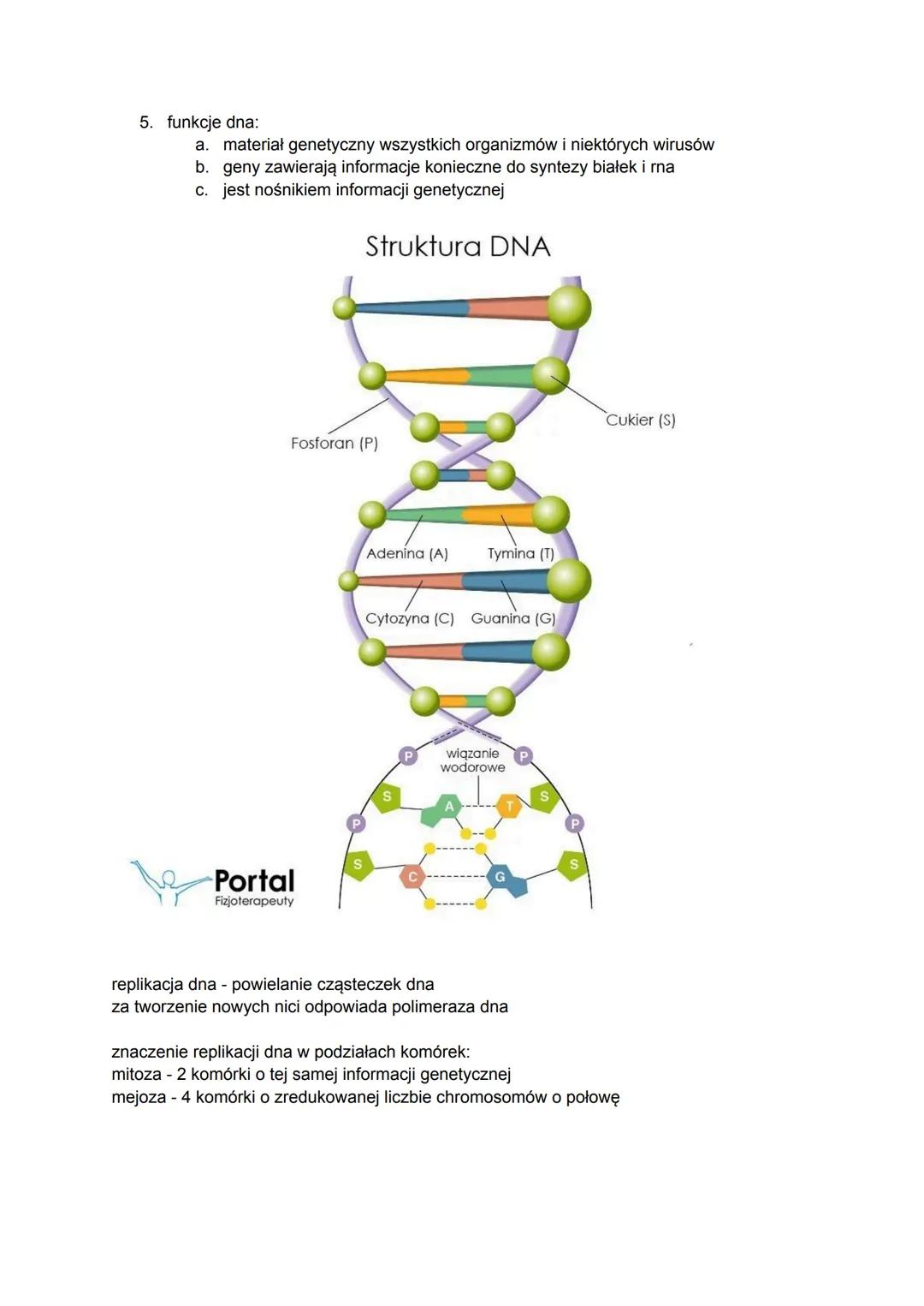gen to fragment dna, który zawiera informacje dotyczące budowy białka lub cząsteczki rna
polipeptydy łączą aminokwasy w długi łańcuch
budo